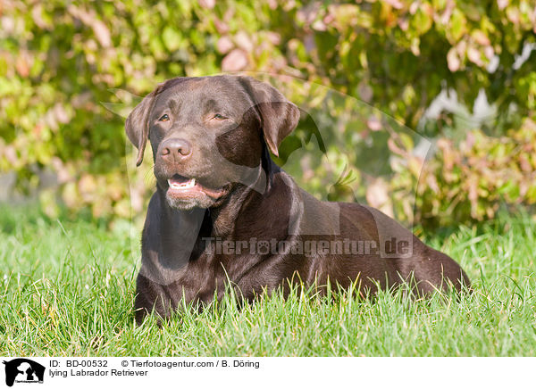 liegender Labrador Retriever / lying Labrador Retriever / BD-00532