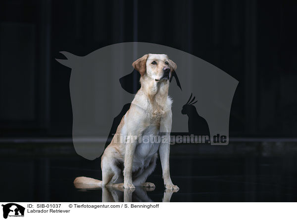 Labrador Retriever / Labrador Retriever / SIB-01037