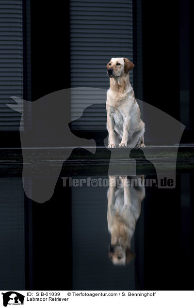 Labrador Retriever / SIB-01039