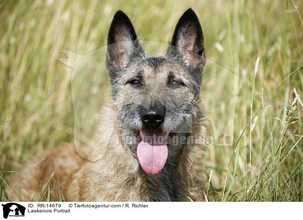 Laekenois Portrait / RR-14679