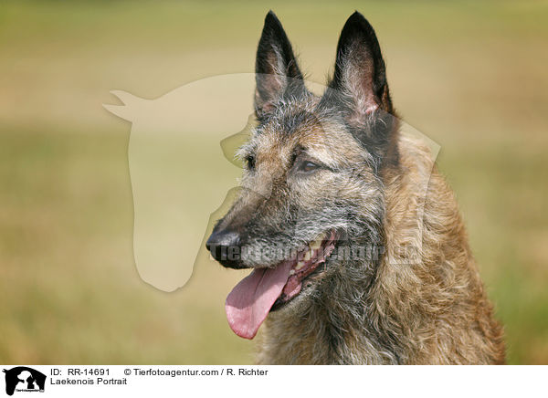 Laekenois Portrait / RR-14691