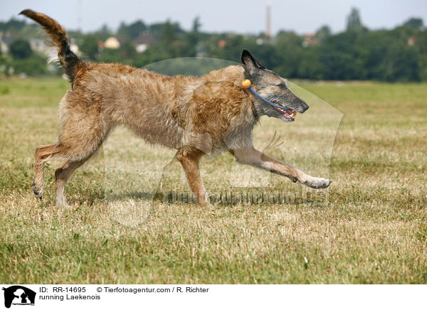 running Laekenois / RR-14695