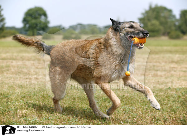 running Laekenois / RR-14697