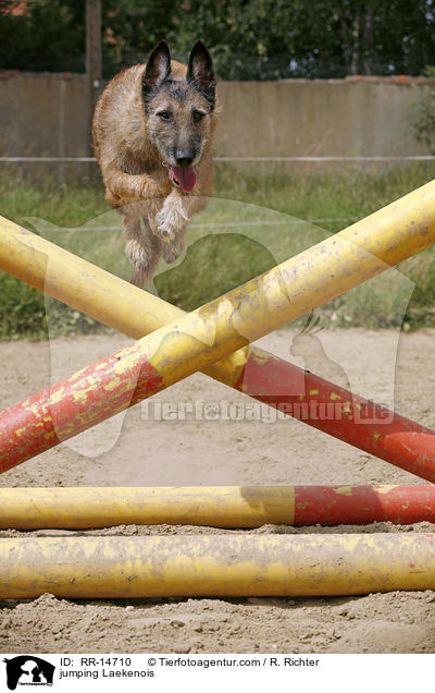 jumping Laekenois / RR-14710