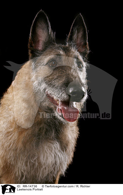 Laekenois Portrait / RR-14736