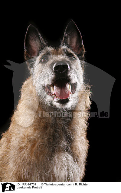 Laekenois Portrait / RR-14737