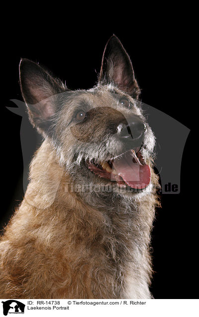 Laekenois Portrait / RR-14738