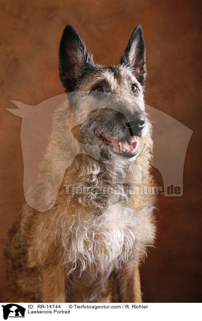 Laekenois Portrait / RR-14744