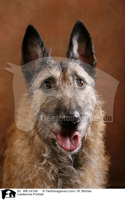 Laekenois Portrait / RR-14748