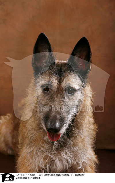 Laekenois Portrait / RR-14750