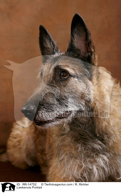 Laekenois Portrait / RR-14752