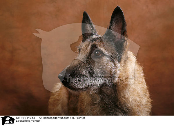Laekenois Portrait / RR-14753