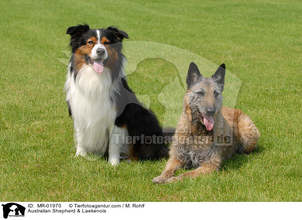 Australian Shepherd & Laekenois / Australian Shepherd & Laekenois / MR-01970