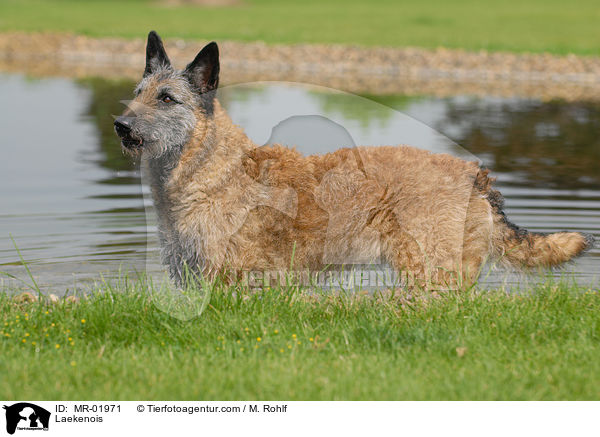 Belgischer Schferhund Laekenois / Laekenois / MR-01971