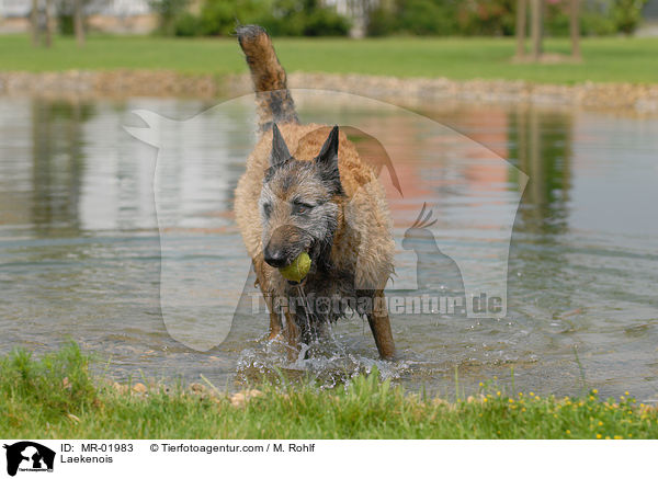 Belgischer Schferhund Laekenois / Laekenois / MR-01983