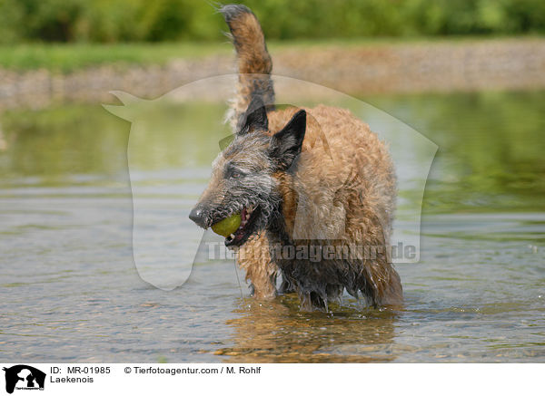 Belgischer Schferhund Laekenois / Laekenois / MR-01985