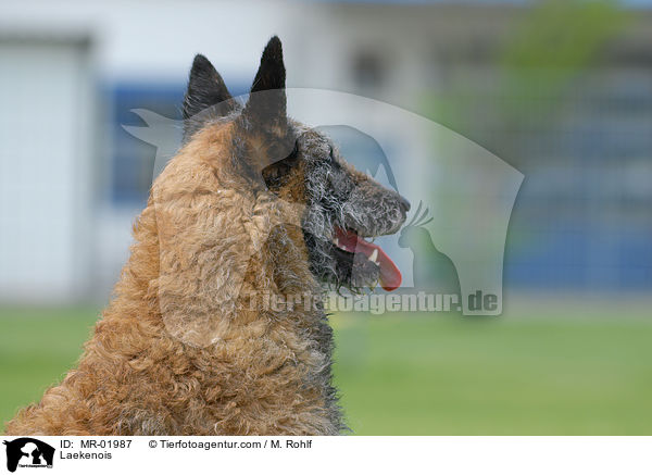 Belgischer Schferhund Laekenois / Laekenois / MR-01987