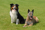 Australian Shepherd & Laekenois