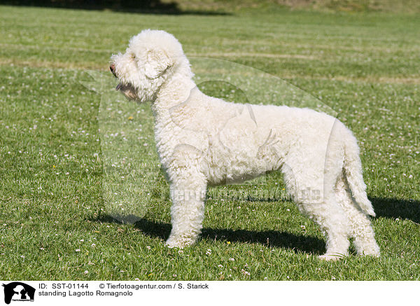 standing Lagotto Romagnolo / SST-01144