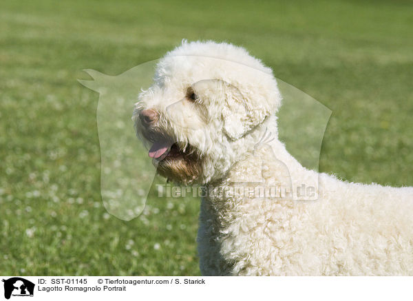 Lagotto Romagnolo Portrait / SST-01145