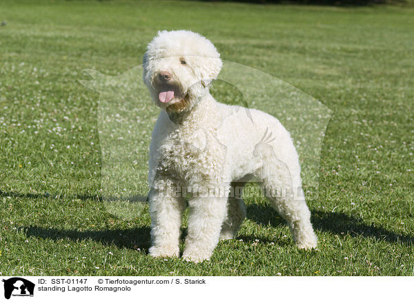 standing Lagotto Romagnolo / SST-01147