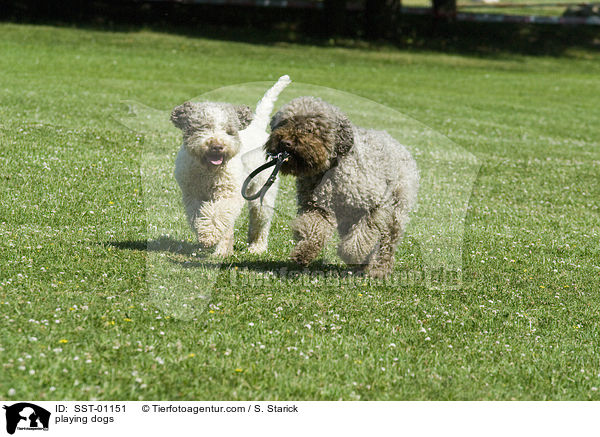 spielende Hunde / playing dogs / SST-01151