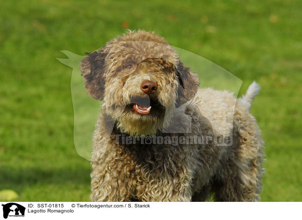 Lagotto Romagnolo / Lagotto Romagnolo / SST-01815