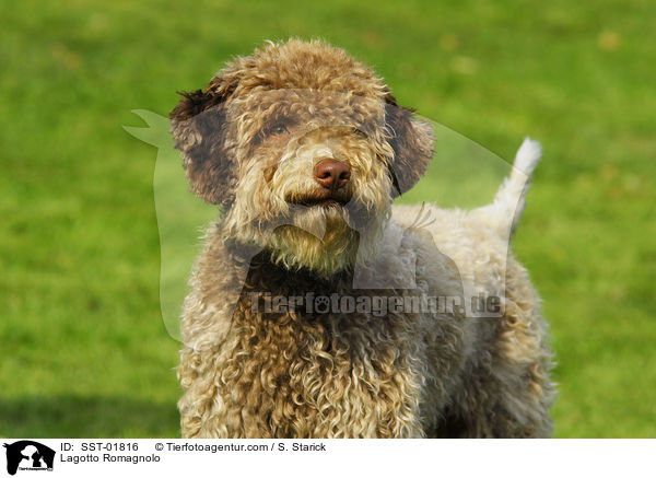 Lagotto Romagnolo / Lagotto Romagnolo / SST-01816