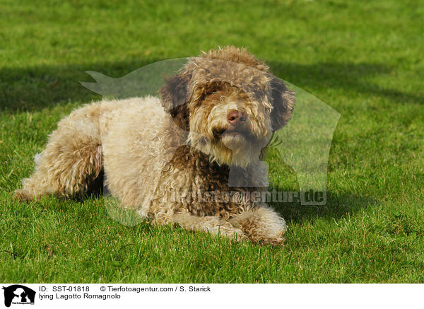 lying Lagotto Romagnolo / SST-01818