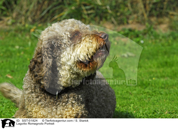 Lagotto Romagnolo Portrait / SST-01824