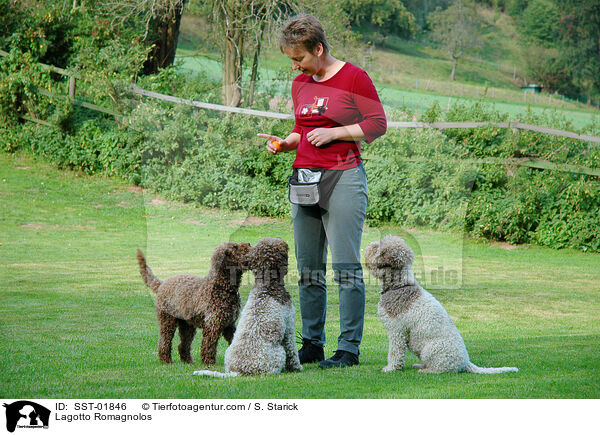 Lagotto Romagnolo Treffen / Lagotto Romagnolos / SST-01846