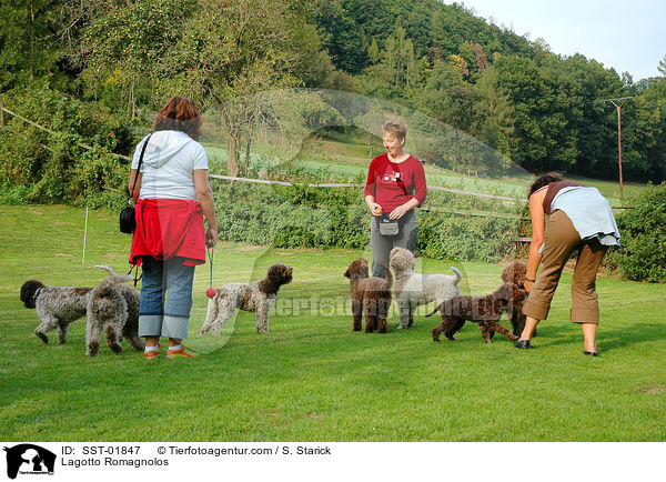 Lagotto Romagnolo Treffen / Lagotto Romagnolos / SST-01847