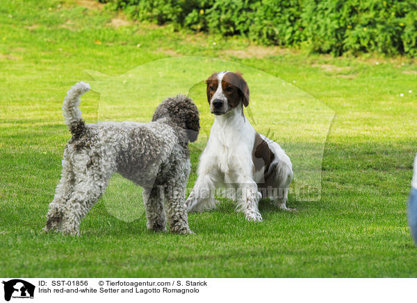 Irish red-and-white Setter and Lagotto Romagnolo / SST-01856