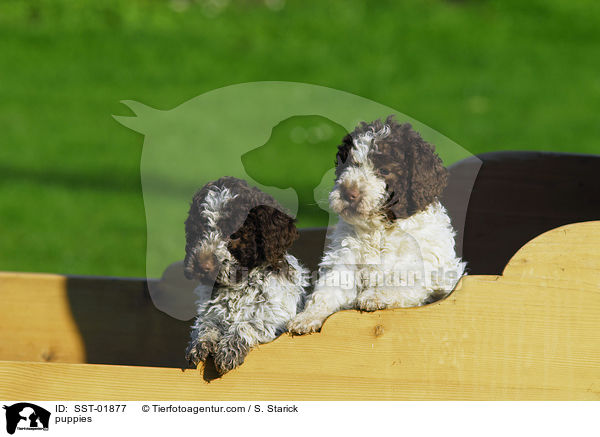 Lagotto Romagnolo Welpe / puppies / SST-01877
