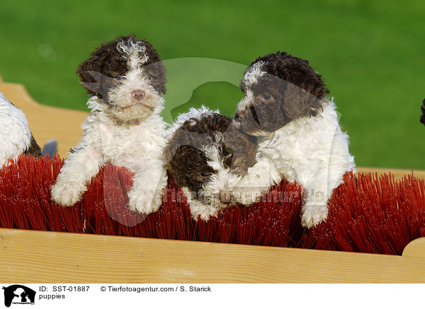 Lagotto Romagnolo Welpe / puppies / SST-01887