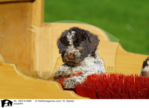 Lagotto Romagnolo Welpe / puppies / SST-01889