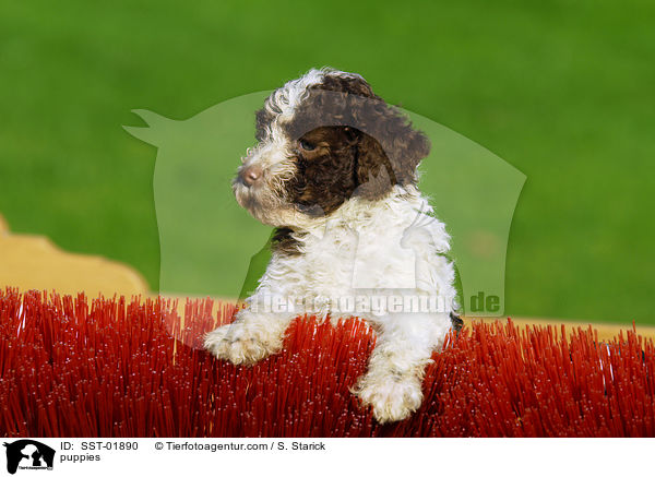 Lagotto Romagnolo Welpe / puppies / SST-01890