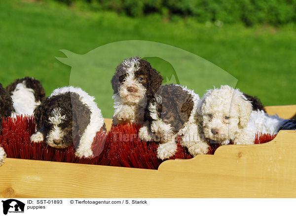Lagotto Romagnolo Welpe / puppies / SST-01893