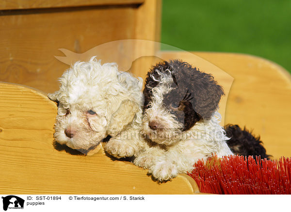 Lagotto Romagnolo Welpe / puppies / SST-01894