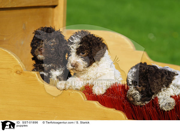 Lagotto Romagnolo Welpe / puppies / SST-01896