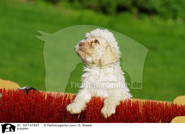 Lagotto Romagnolo Welpe / puppies / SST-01897