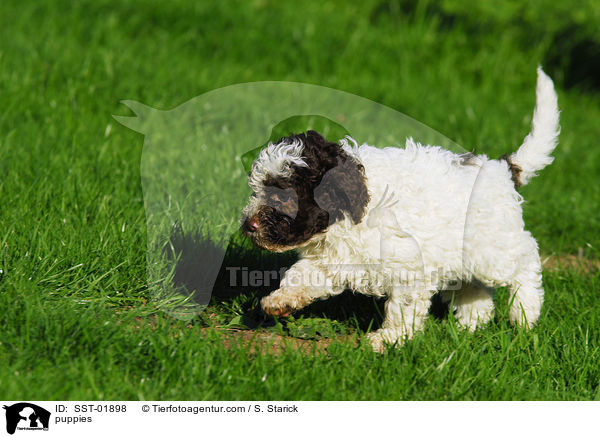 Lagotto Romagnolo Welpe / puppies / SST-01898