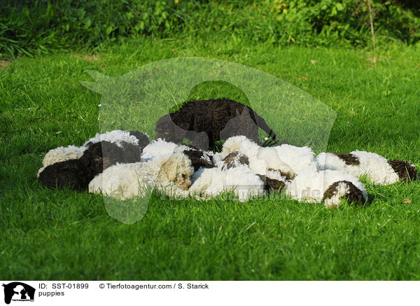 Lagotto Romagnolo Welpe / puppies / SST-01899