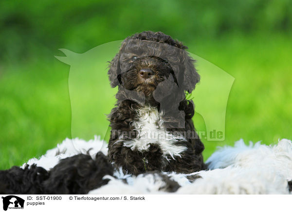 Lagotto Romagnolo Welpe / puppies / SST-01900