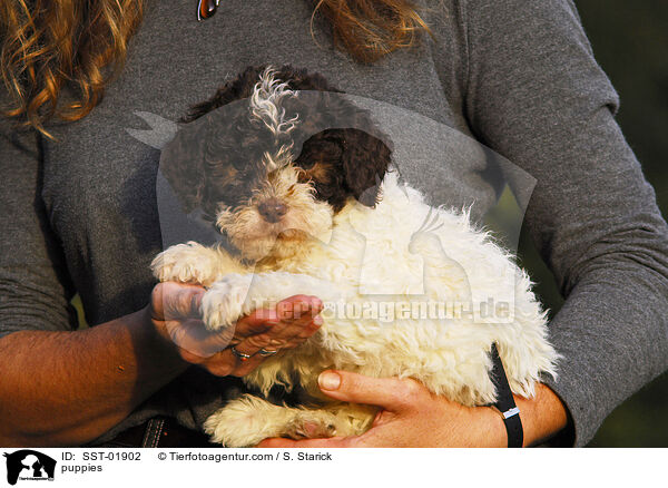Lagotto Romagnolo Welpe / puppies / SST-01902