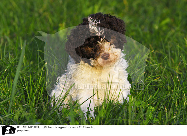 Lagotto Romagnolo Welpe / puppies / SST-01904