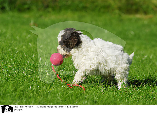 Lagotto Romagnolo Welpe / puppy / SST-01957