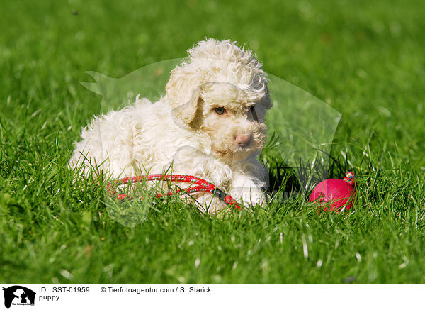 Lagotto Romagnolo Welpe / puppy / SST-01959
