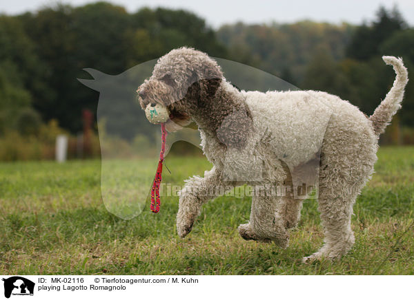 playing Lagotto Romagnolo / MK-02116