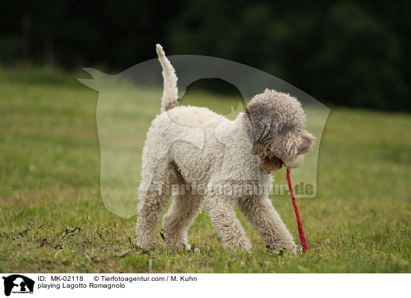 playing Lagotto Romagnolo / MK-02118